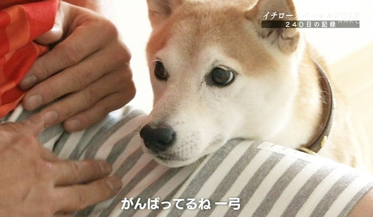 イチロー選手の愛犬「一弓」くん