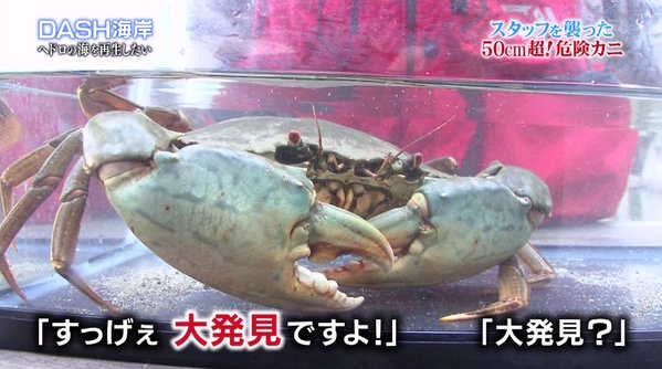 ノコギリガザミ他多数発見