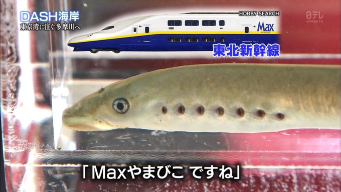 レアな生物を新幹線に例える