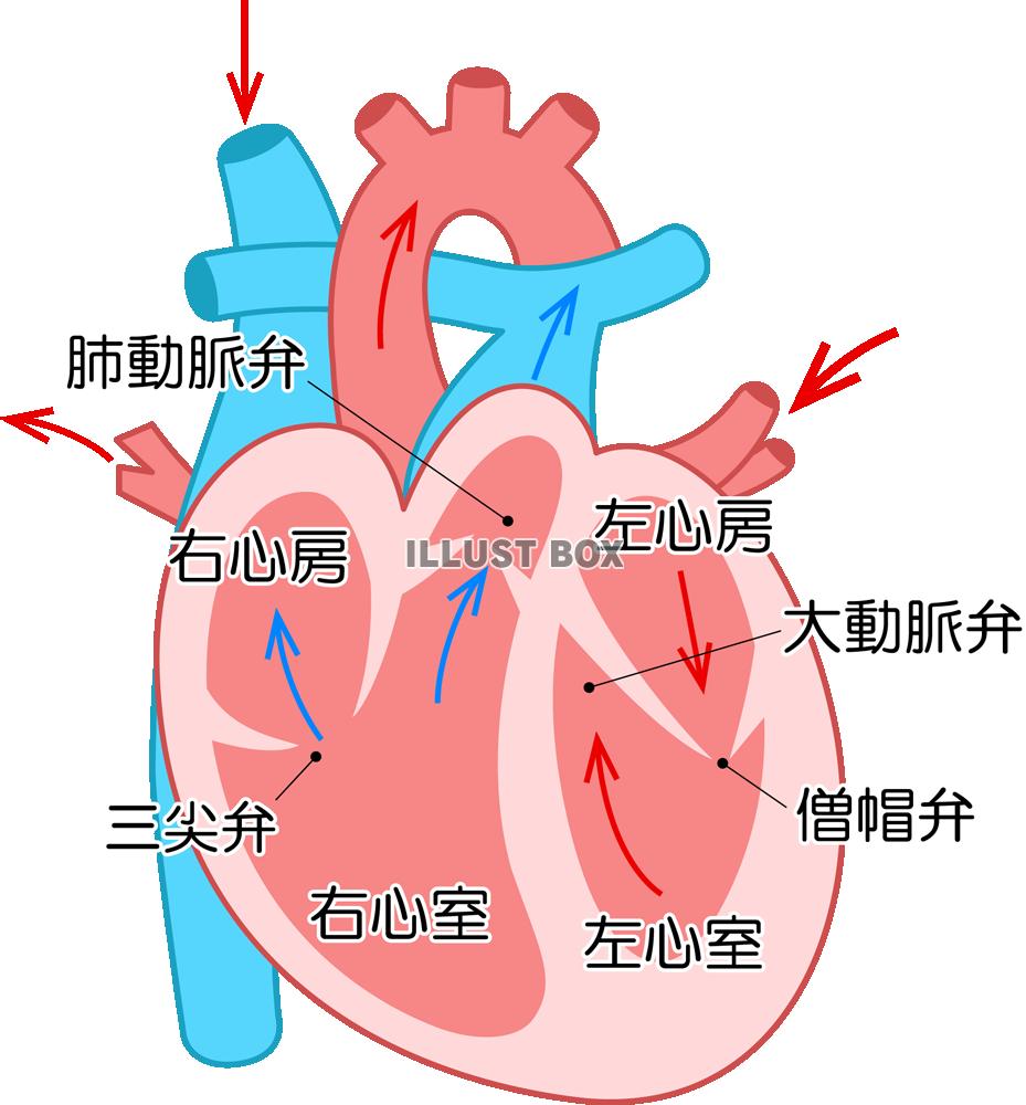 心臓の機能低下